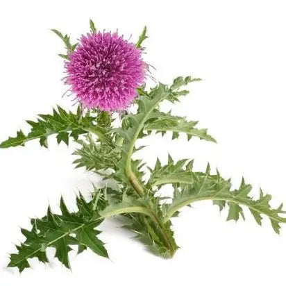 Cardo Mariano (Milk Thirstle)