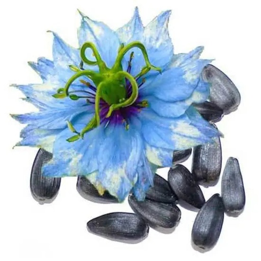 Comino Negro ORGANICO Vírgen